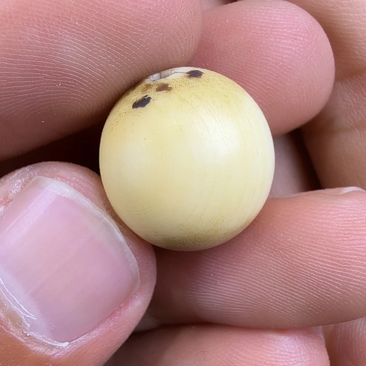 柏香籽/百香籽吊坠