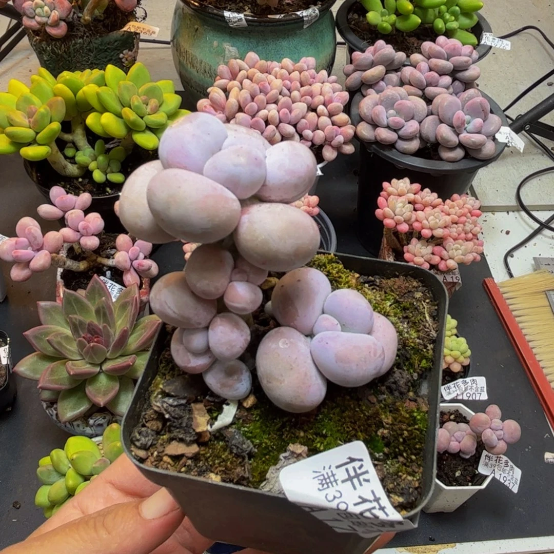 1762芭比奶酪5cm多肉