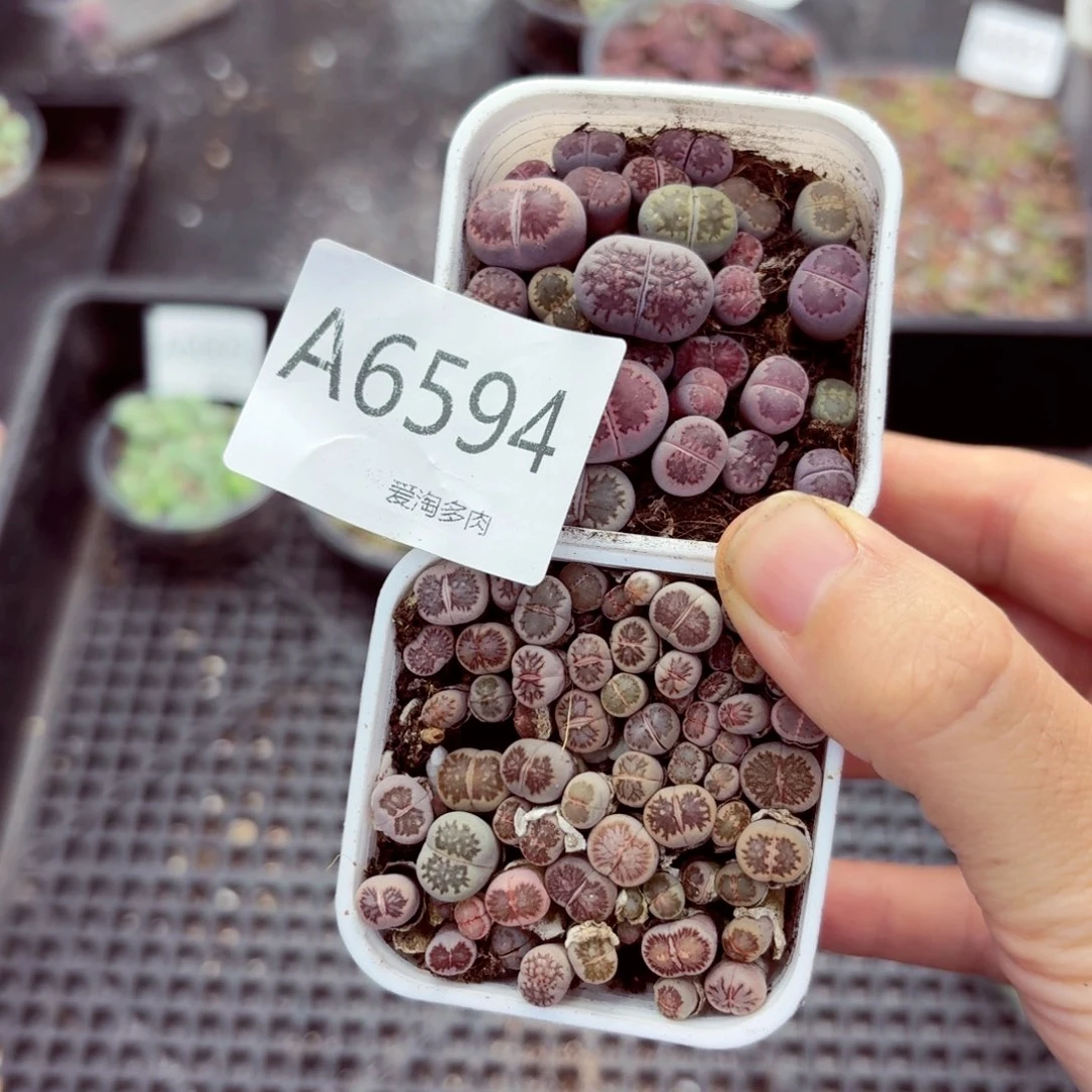 6594-生石花 生石花