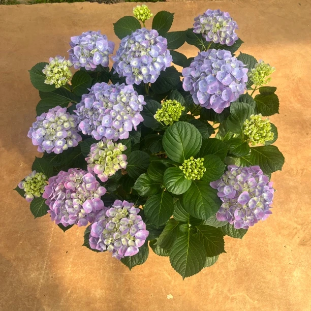 萨热娜绣球花带花带花苞大花型多季节开花室内室外地