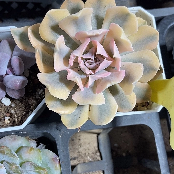 多肉植物锦2075多肉