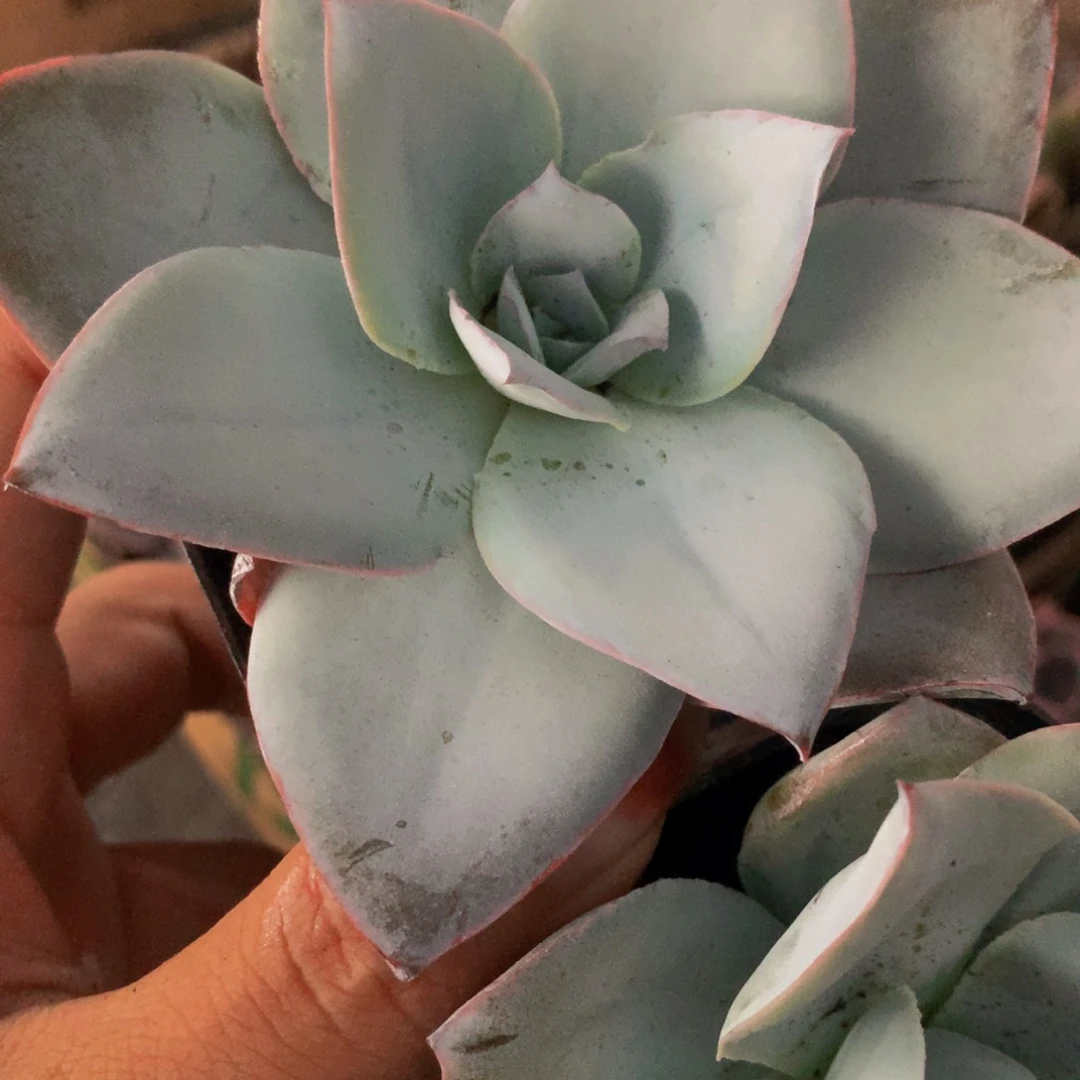 广寒宫 （满9.99包邮不满9.99发叶子）