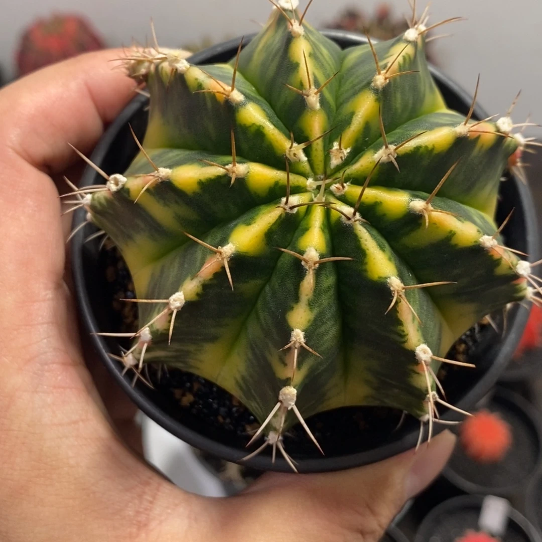 泰系全品米哈—带盆土发货6