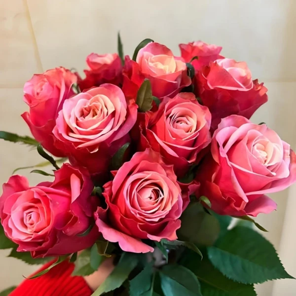 【闺蜜】月季花苗玫瑰花苗带花苞浓香花卉盆栽庭院阳台大花月季