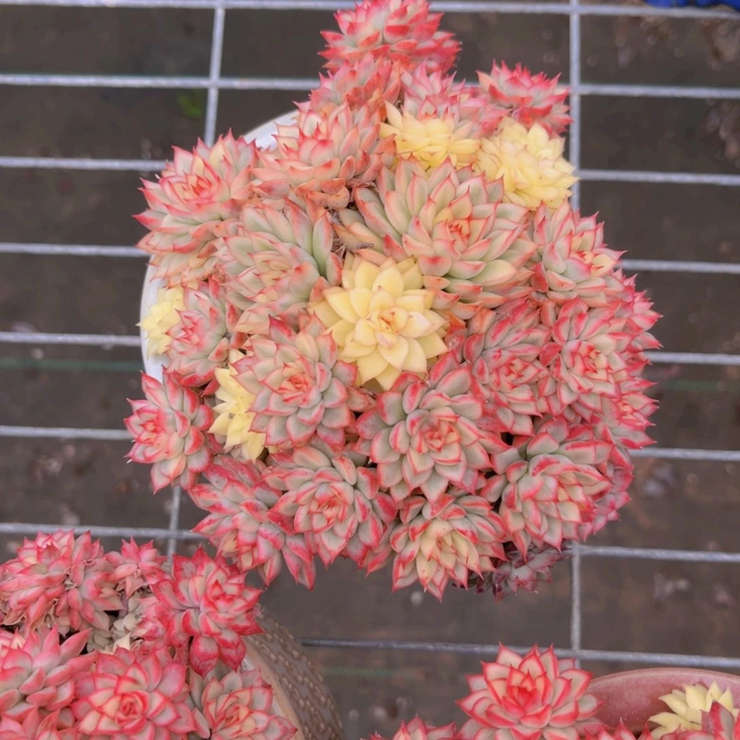 女雏锦14公分999989999999