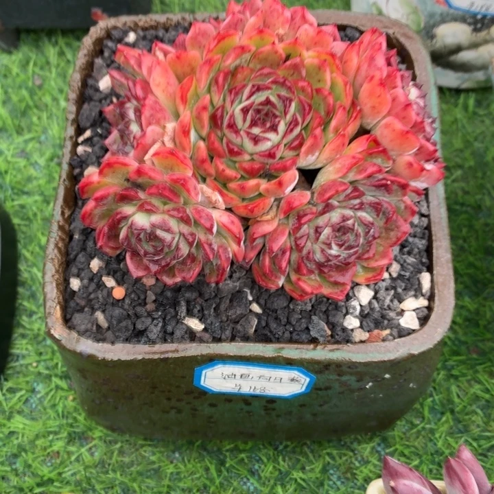 多肉植物-油画向日葵-7