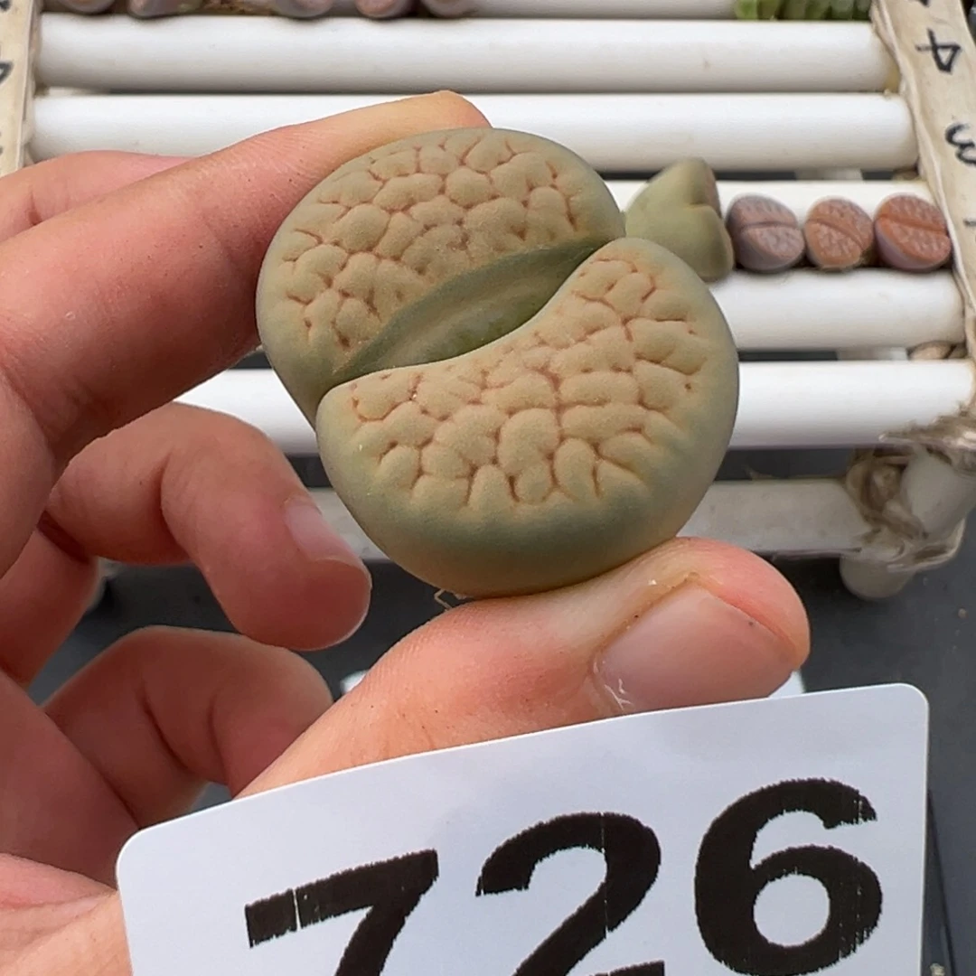 好看的多肉脱土发货726
