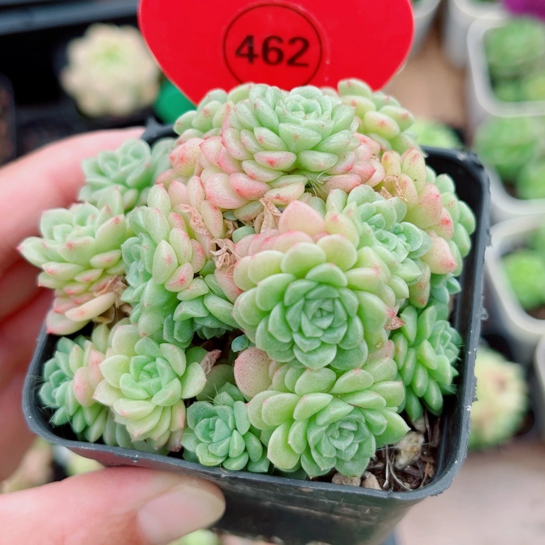 462号小老桩小脸麦秆群