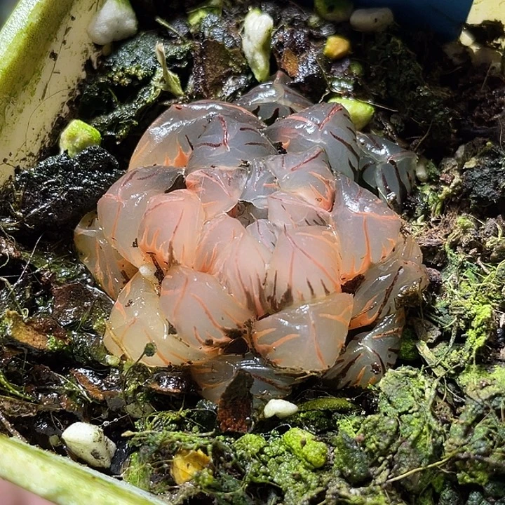 513水中月锦特选福利