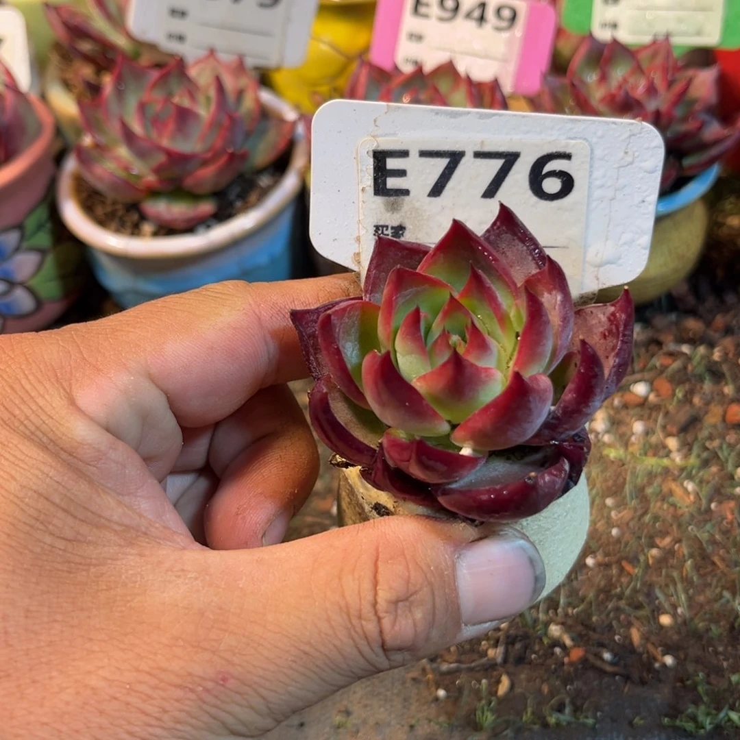 惊鸿一瞥776号多肉