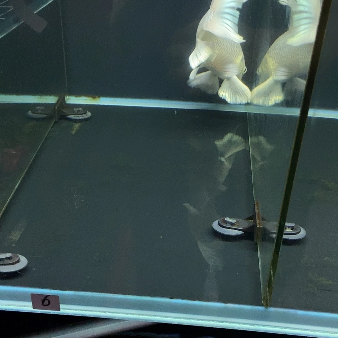 粤***•蝴蝶鲤6号白色蝴蝶鲤