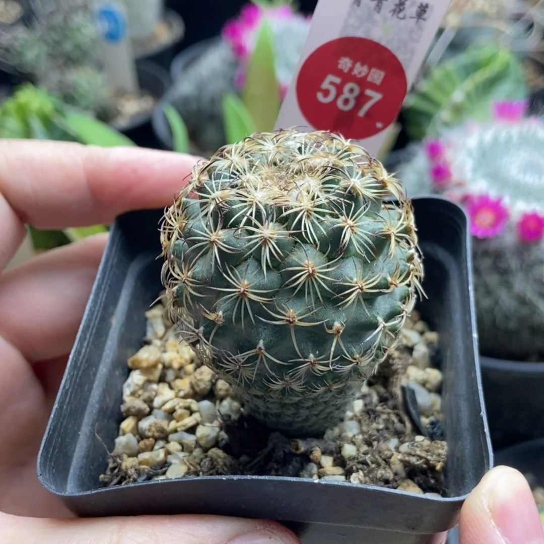 实生伊莎贝拉娇丽4cm