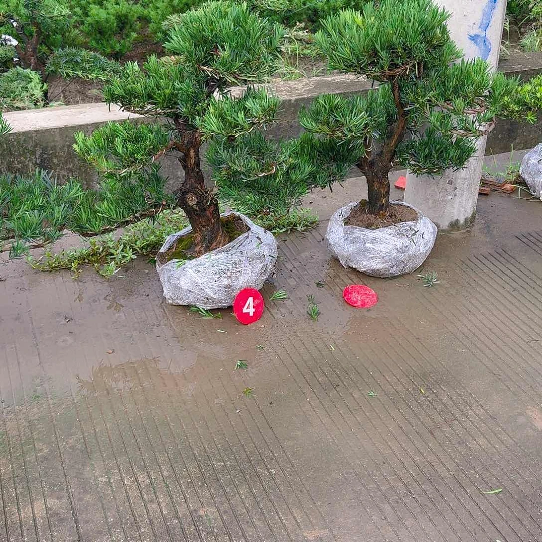 艺***窗当前无花朵，栽培后可花朵