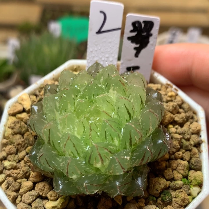 2号翠云玉露锦一物一拍