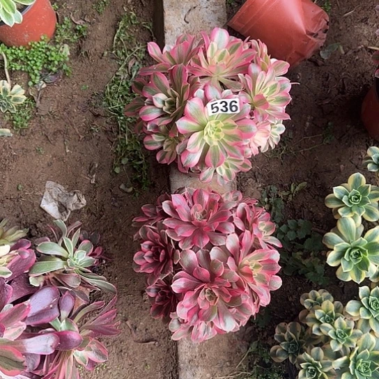 无花朵女妖套餐536号不包断枝