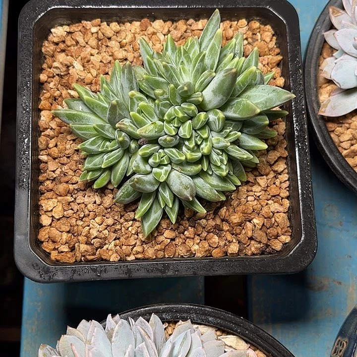 多肉植物一物一拍