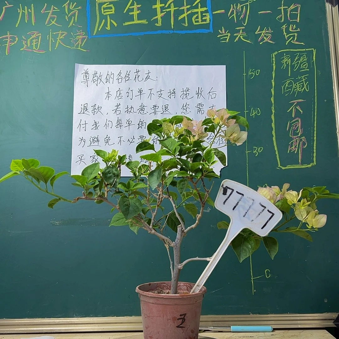 当前无花栽培后可以开花  绿叶五宝 77777