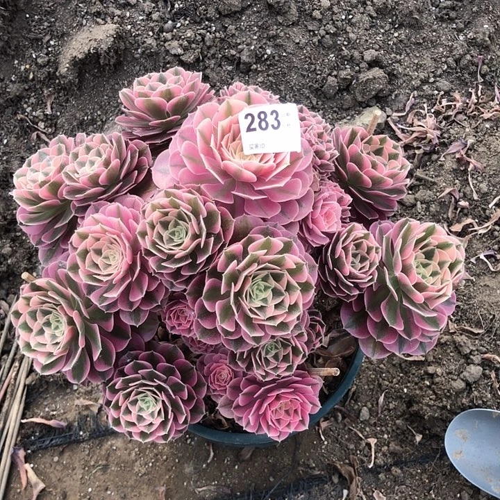 向*葵283女巫多肉法师