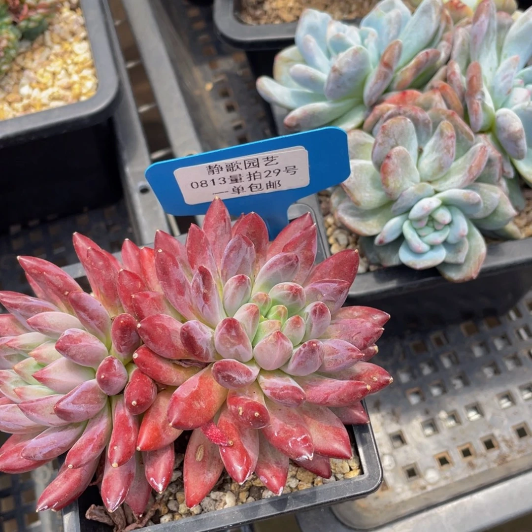 0813-29-虞美人双头一颗