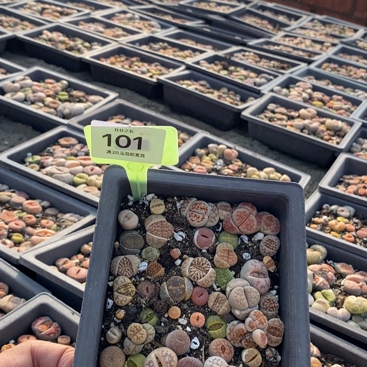 ?**?101生石花小苗