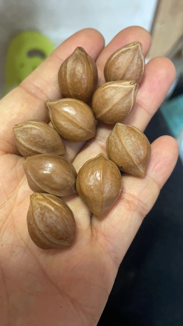 1.6长度2.3➕铁核鲨鱼背，原生态，六年老核