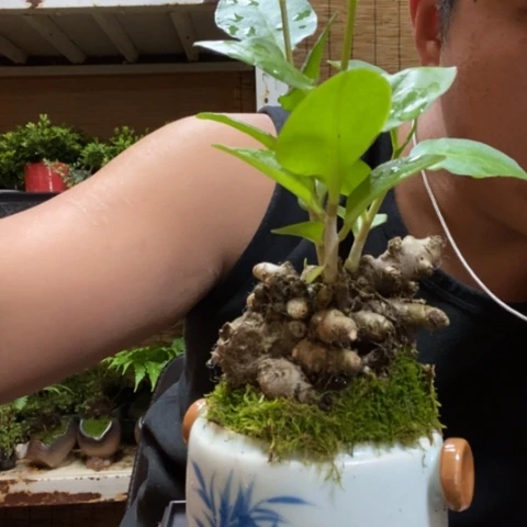 红陶一物一拍所见即所得34