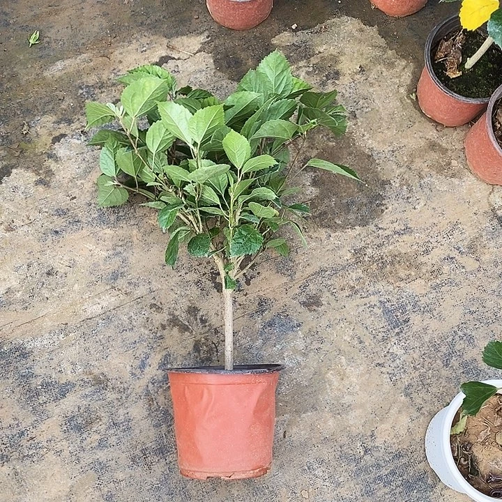 当前无花栽培后可以开花贵妃粉福利到家不换盆