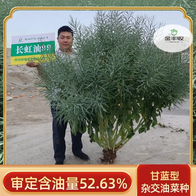 长虹油99油菜种子定制油菜籽矮杆新种原装正品黑油菜杂交早熟种子