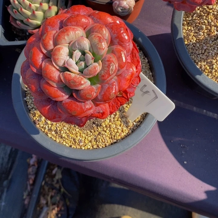 647雨滴肉肉肉肉肉肉