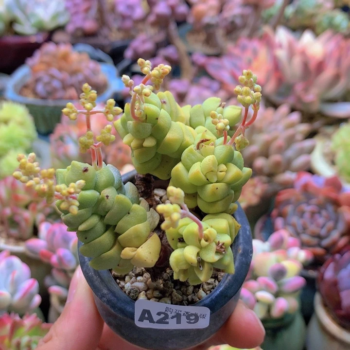 一物一拍含盆土满38包邮A219