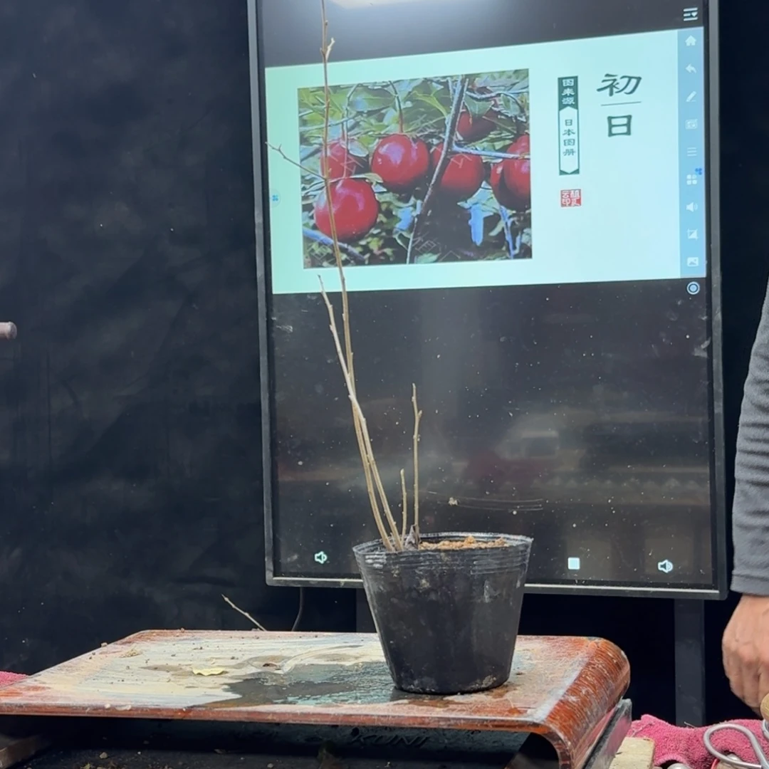 盆景不包邮顺丰到付海*459