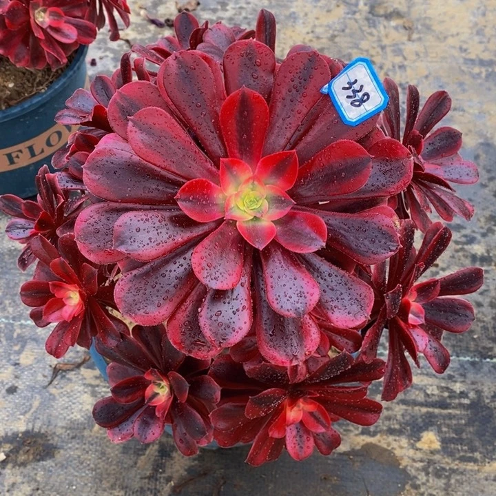 338美杜莎多肉法师