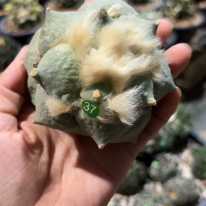 袖蒲苗接落地仙人球37
