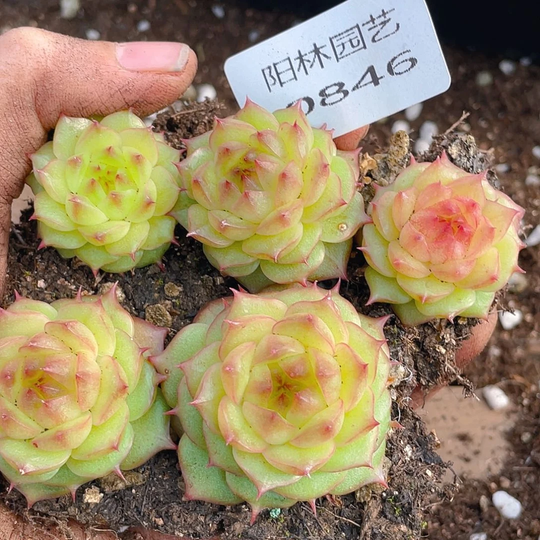 多肉植物多肉植物846