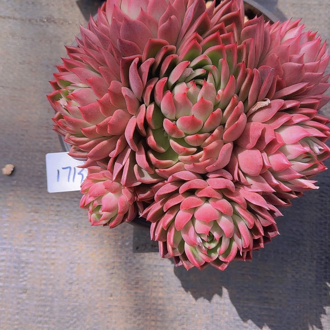 不****）1713东云杂多肉