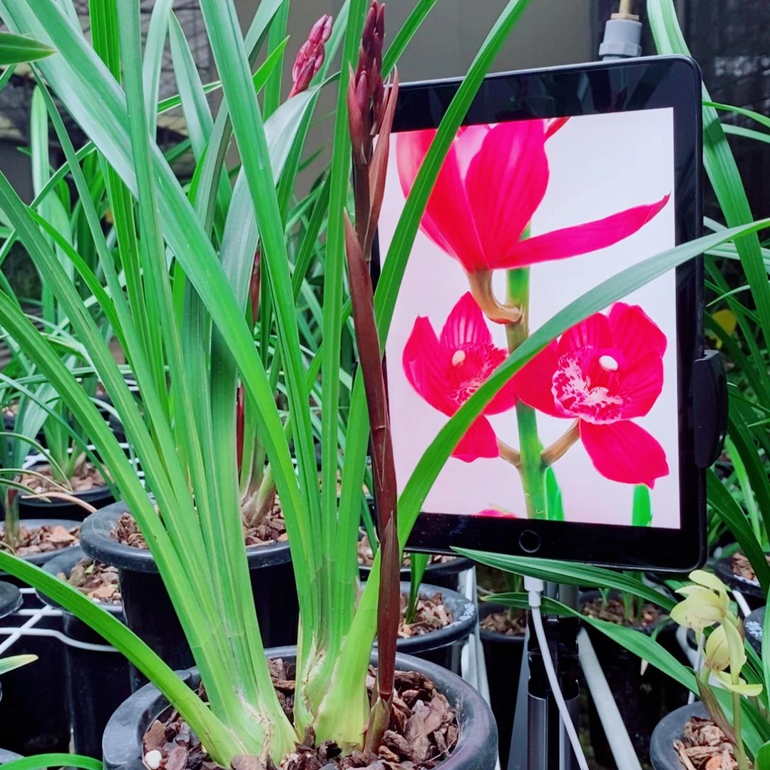 大部分花苞少量开放