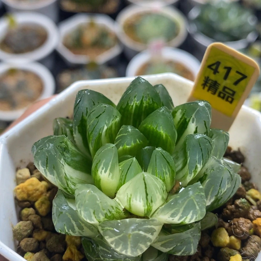 417龙鳞十二卷多肉植物