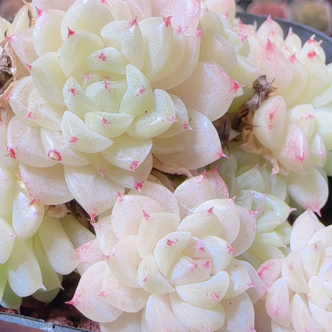 花语逸镜1117-404散