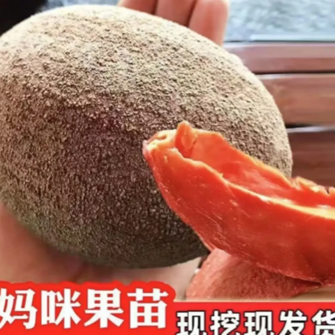 新品种台湾马嘉纳麻美妈咪果果树盆栽地栽阳台庭院南北方四季种植