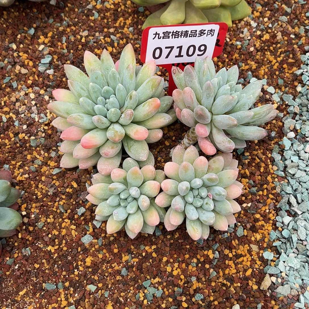 07109七彩奶糖，小小
