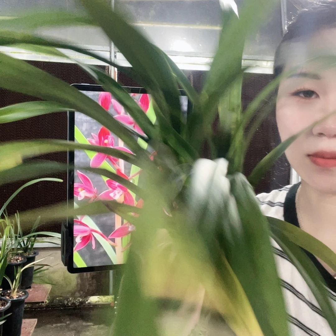 当前无花栽培后可以开花