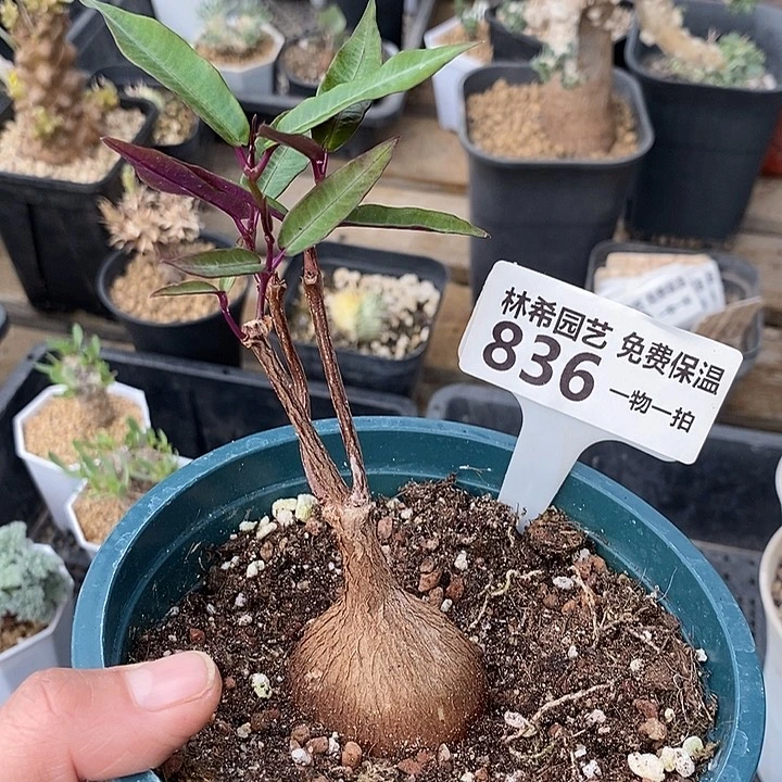 836紫背带盆一一一一一一一