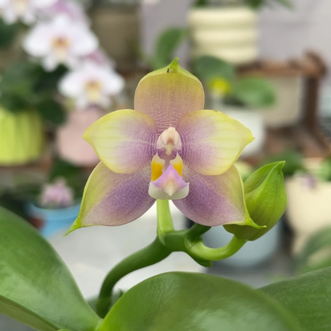 完全开放珠宝交公主