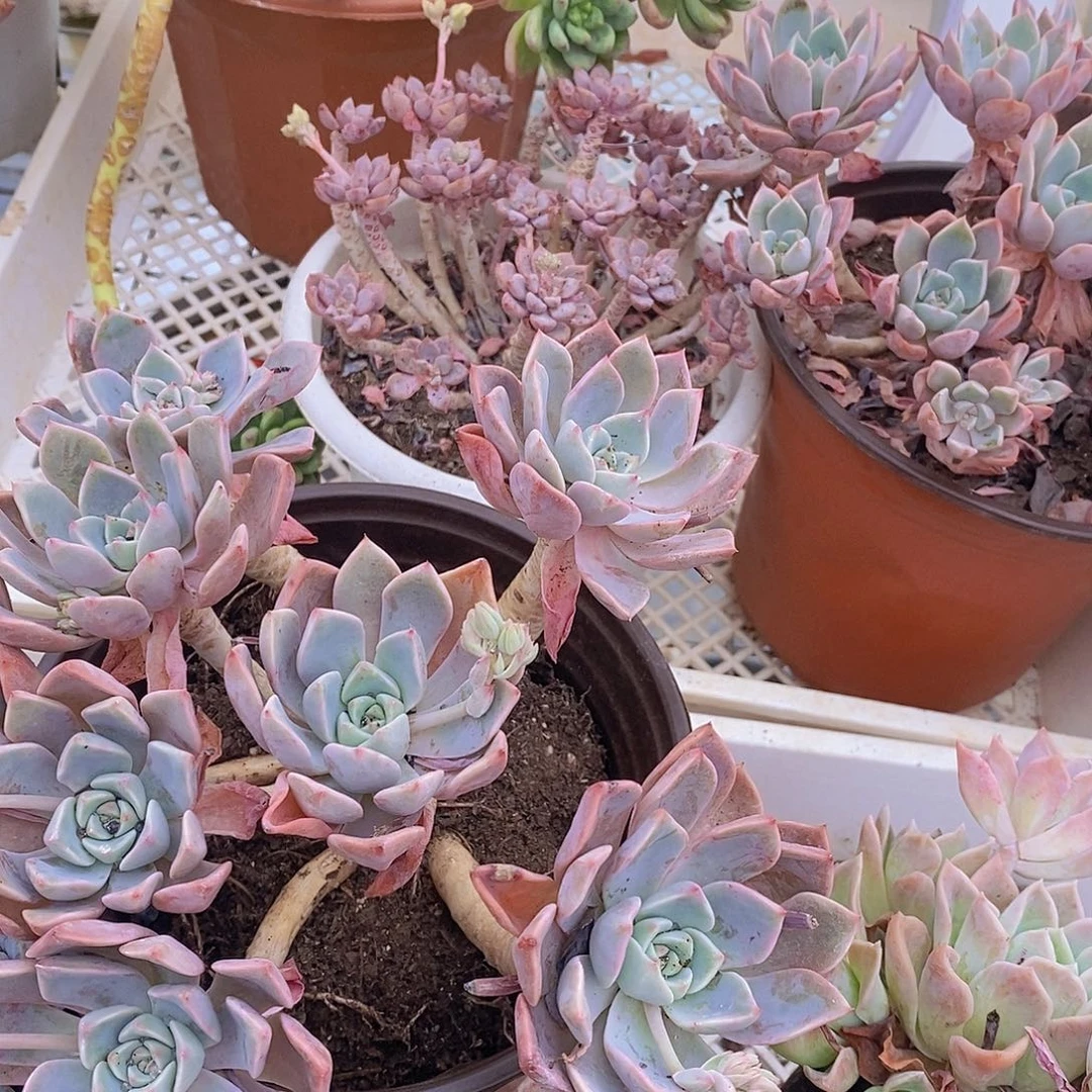 红粉佳人多头群生老桩