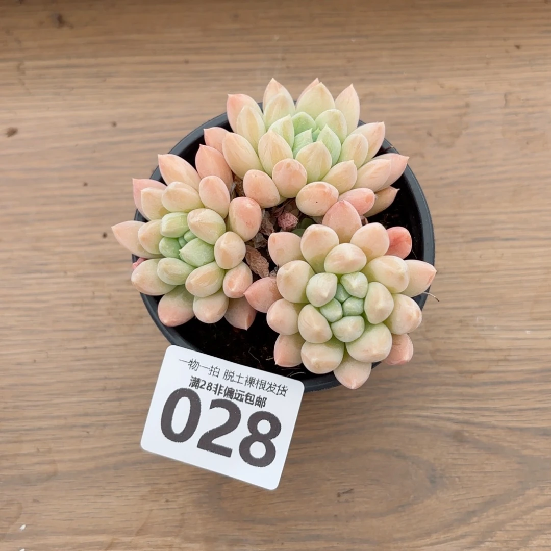 星空美人无盆土发货