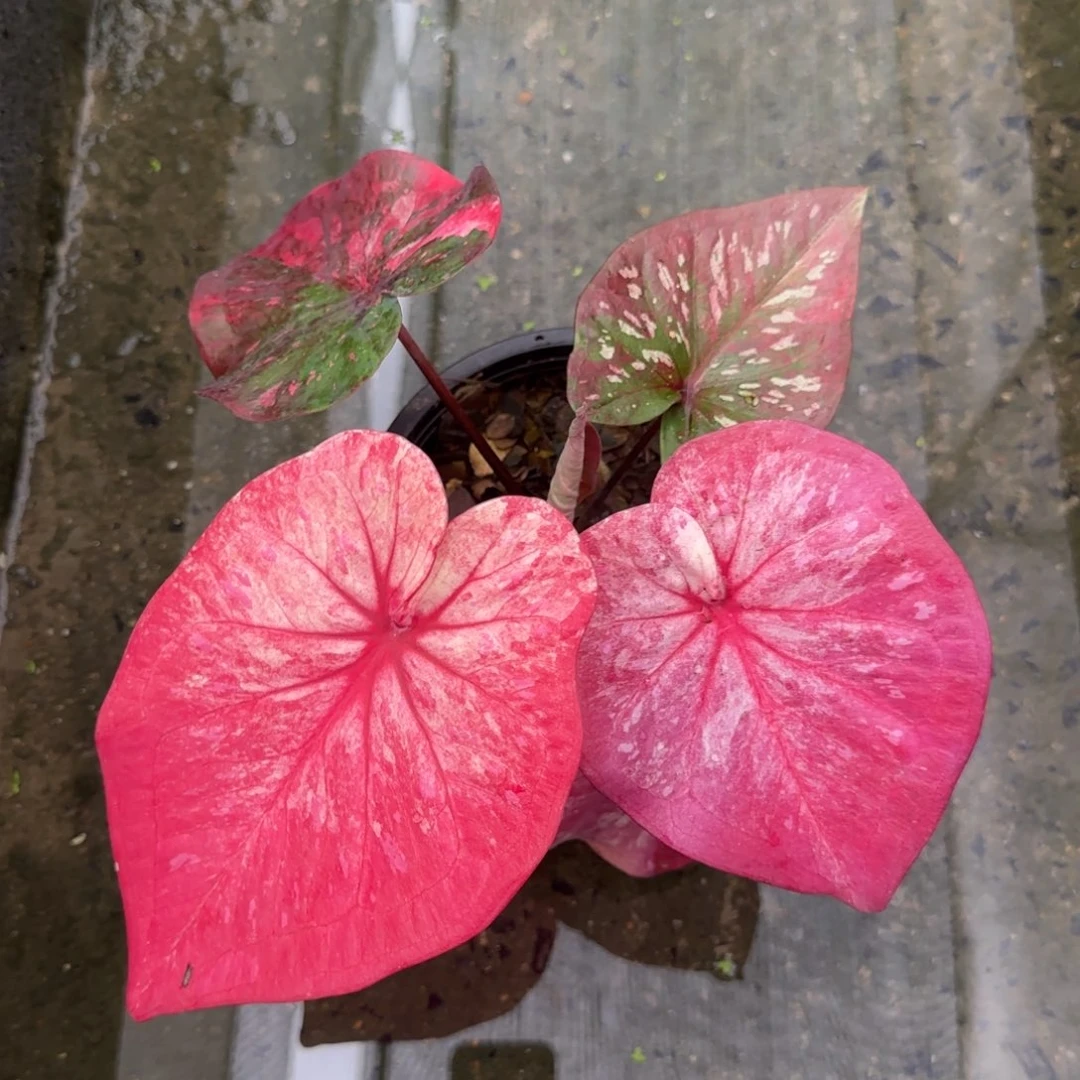 128-0917泰国发货彩叶芋
