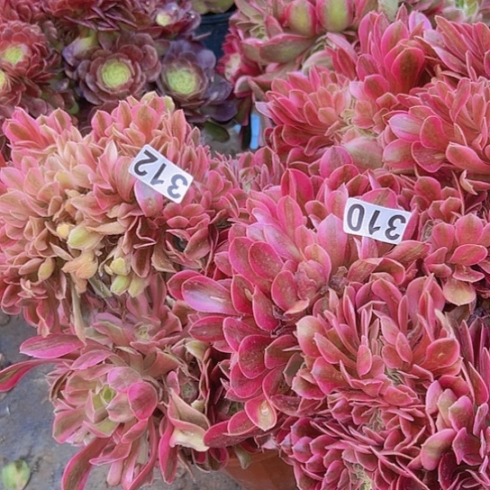 缘**景多肉植物两个