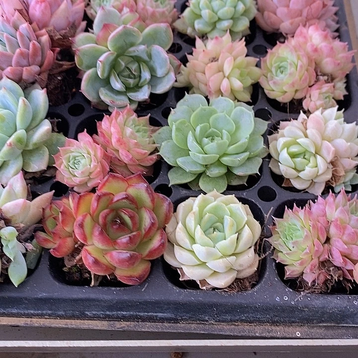 Q***～70 多肉植物盆栽花卉