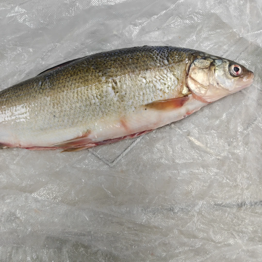 嘉荫江段江鱼亚麻撒适合清蒸清炖红烧