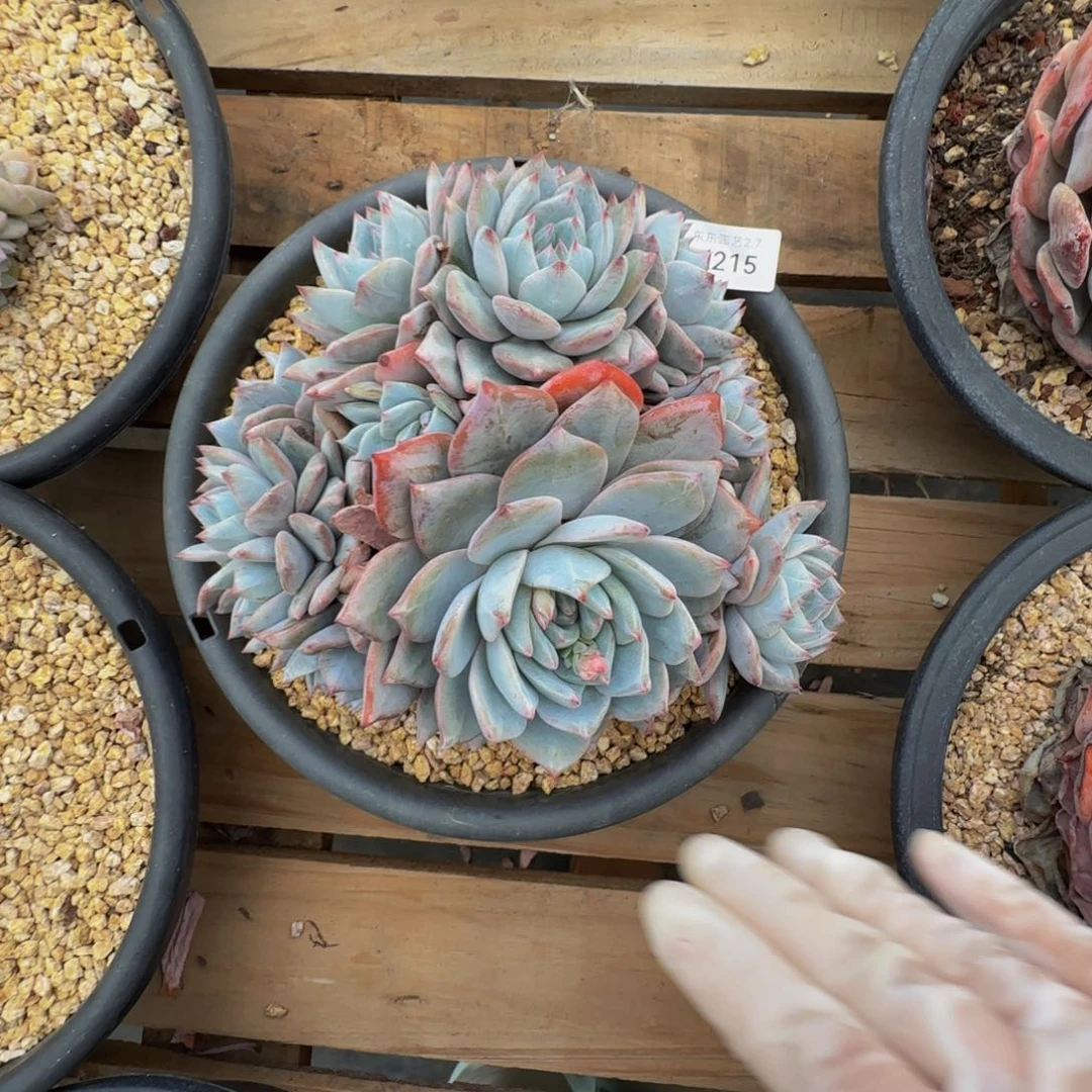 a a a a a a a a a 215